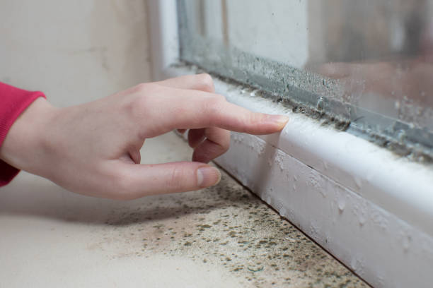 Best Mold Remediation for Healthcare Facilities  in Moorpark, CA