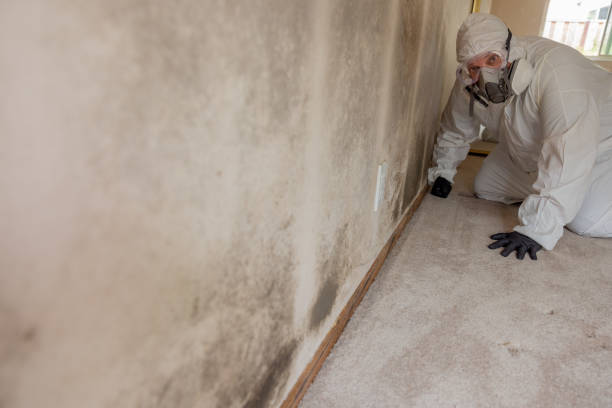 Best Airborne Mold Testing  in Moorpark, CA